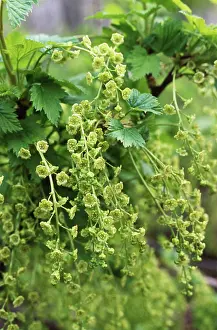 Currant: Currant, Redcurrant