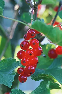 Currant: Currant, Redcurrant