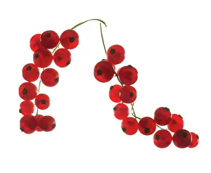 Currant: Currant, Redcurrant