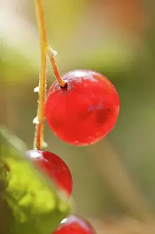Currant: Currant, Redcurrant