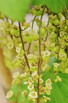 Currant: Currant, Redcurrant