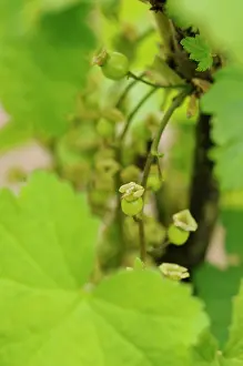 Currant: Currant, Redcurrant