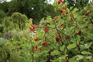 Sufficient: Currant, Redcurrant