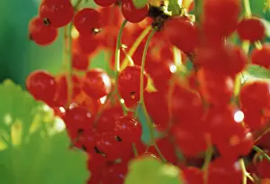 Currant: Currant, Redcurrantr