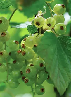 Youth: Currant, Redcuurant