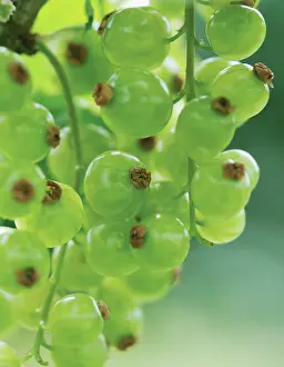 Youth: Currant, Redcuurant