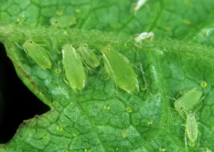 Sowthistle: Currant sowthistle aphid