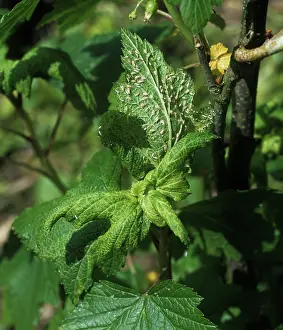 Horticulture: Currant-sowthistle aphid