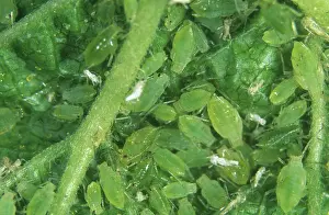 Sowthistle: Currant sowthistle aphids