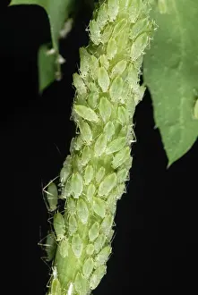 Sowthistle: Currant sowthistle aphids