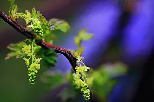 Currant: Currant, Whitecurrant