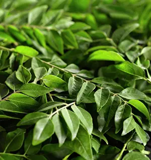 Paniculata: Curry leaves, Murraya koenigii, mass of leaves of