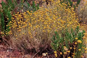 Helichrysum: Curry Plant