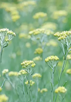 Angustifolium: Curryplant