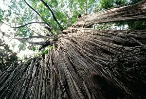 Figs: Curtain Fig