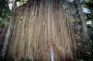 Roots: Curtain Fig, Australia