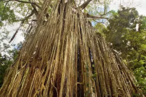 Fell: Curtain Fig Tree - after the host tree fell over