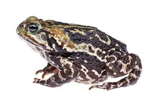 Marinus: Cururu Toad (Rhinella icterica)