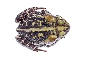 Marinus: Cururu Toad (Rhinella icterica)