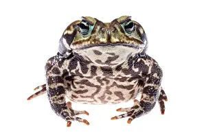Marinus: Cururu Toad (Rhinella icterica)