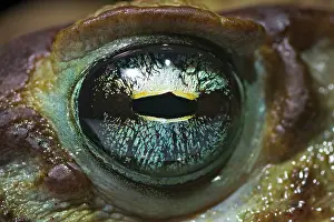Marinus: Cururu Toad (Rhinella icterica) eye closeup