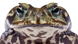 Marinus: Cururu Toad (Rhinella icterica) portrait