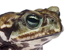 Marinus: Cururu Toad (Rhinella icterica) portrait