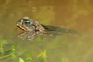 Marinus: Cururu Toad (Rhinella icterica) in water