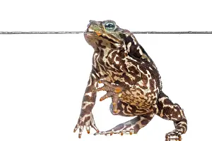Marinus: Cururu Toad (Rhinella icterica) in water, isolated