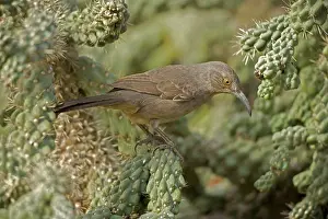 Curvirostre: Curve-billed Thrasher