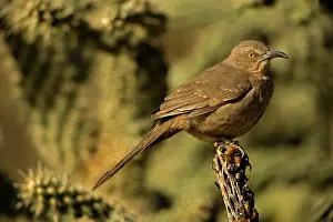 Curvirostre: Curve-billed Thrasher