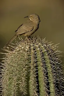 Curvirostre: Curve-billed Thrasher