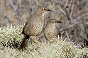 Toxostoma: Curve-billed Thrasher