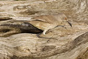 Toxostoma: Curve-billed Thrasher