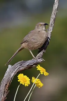 Toxostoma: Curve-billed Thrasher