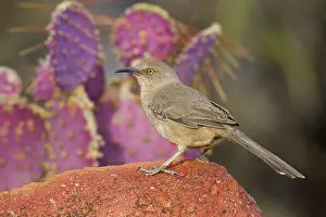 Toxostoma: Curve-billed Thrasher