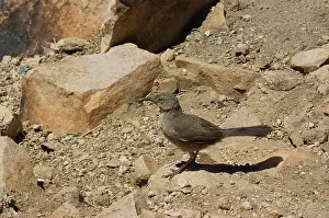 Toxostoma: Curve-billed thrasher