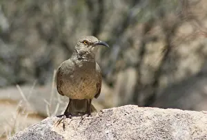 Toxostoma: Curve-billed thrasher