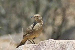 Toxostoma: Curve-billed thrasher
