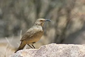 Toxostoma: Curve-billed thrasher
