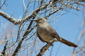 Toxostoma: Curve-billed thrasher
