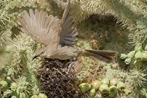 Toxostoma: Curve-billed Thrasher - Adult flying from nest