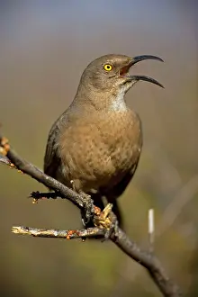 Curvirostre: Curve-billed Thrasher - With beak open