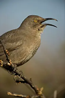 Toxostoma: Curve-billed Thrasher - With beak open