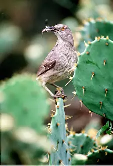 Bringing: CURVE-BILLED THRASHER - bringing food to nest