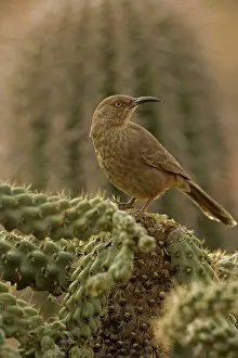 Curvirostre: Curve-billed Thrasher - On cactus