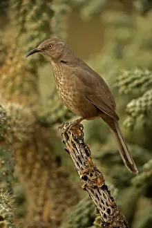 Curvirostre: Curve-billed Thrasher - On cactus