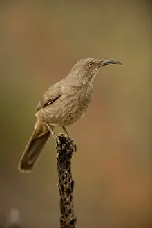 Toxostoma: Curve-billed Thrasher - On cactus