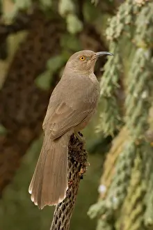 Toxostoma: Curve-billed Thrasher - The most common desert thrasher