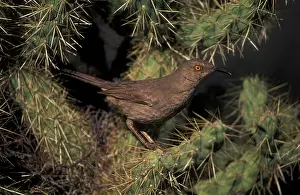 Toxostoma: Curve-billed Thrasher - the most common desert thrasher